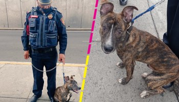 policia-adopta-perrito-cdmx