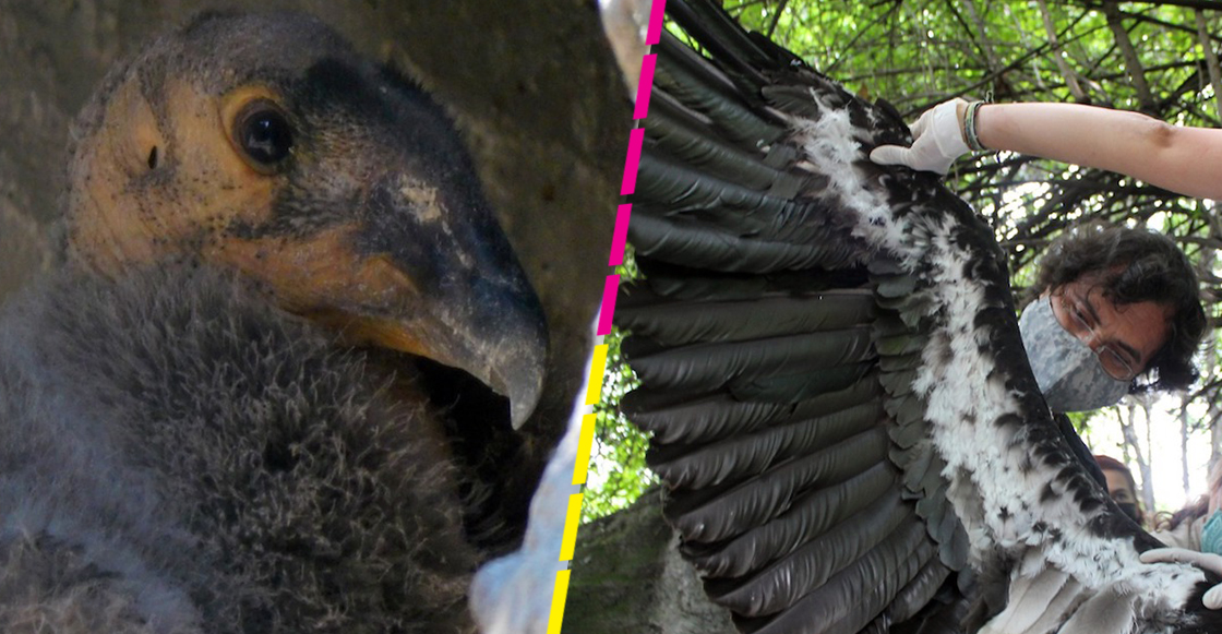 polluelos-condor-california-nacen-chapultepec