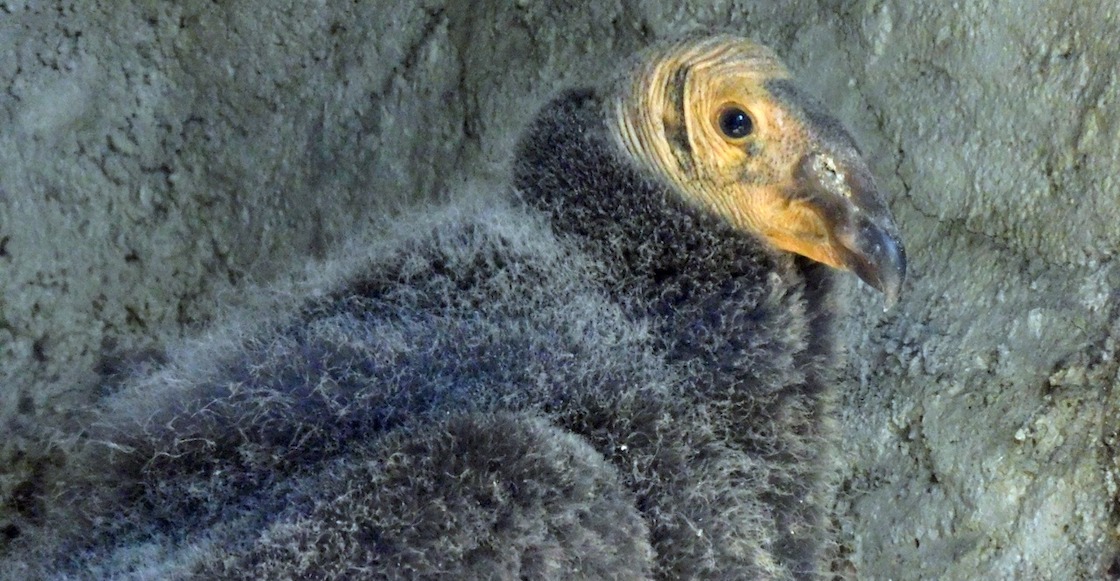 polluelos-condor-california-zoologico-chapultepec