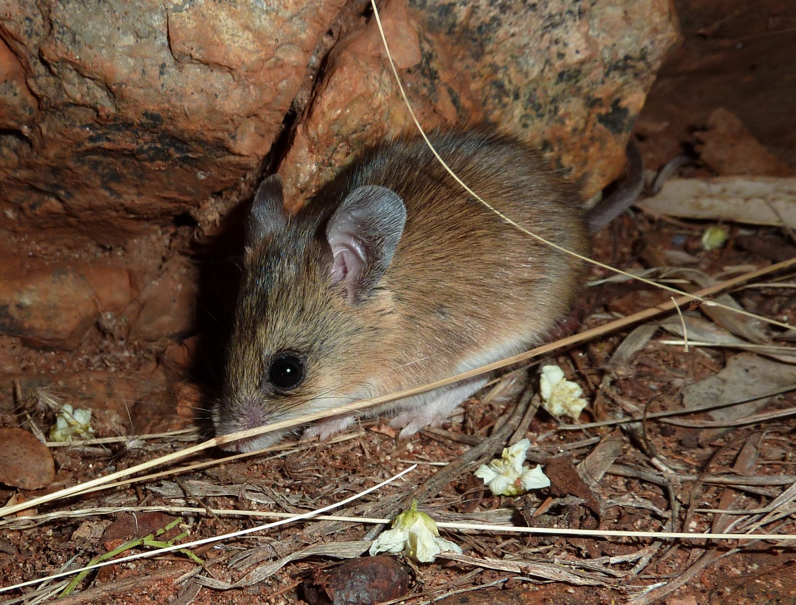 Encuentran una especie de ratón que creían extinta hace más de 150 años