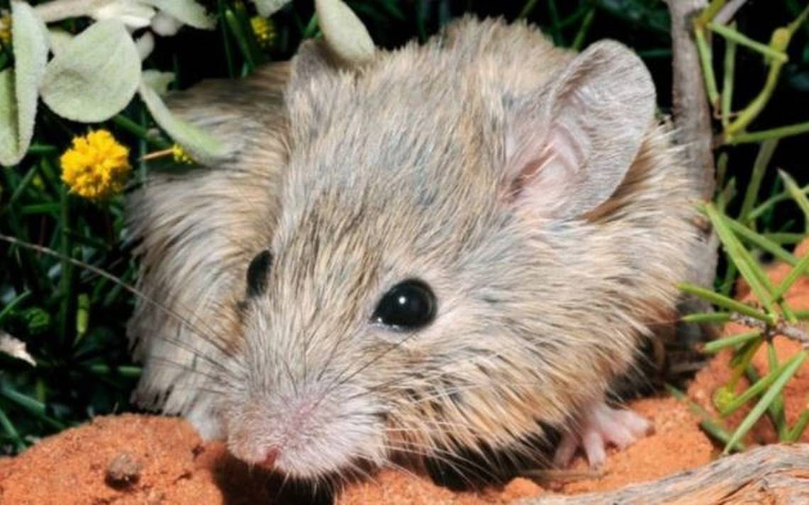 Encuentran una especie de ratón que creían extinta hace más de 150 años