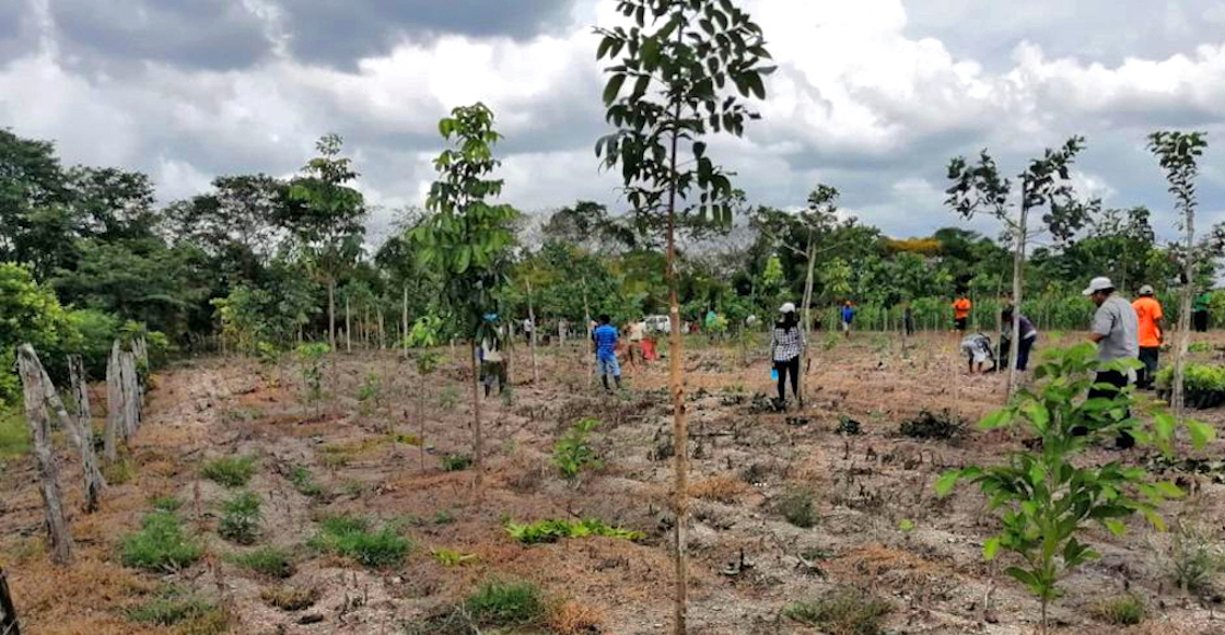 Sembrando Vida: Plantarán más de 20 millones de árboles en Nayarit,  Quintana Roo y Yucatán