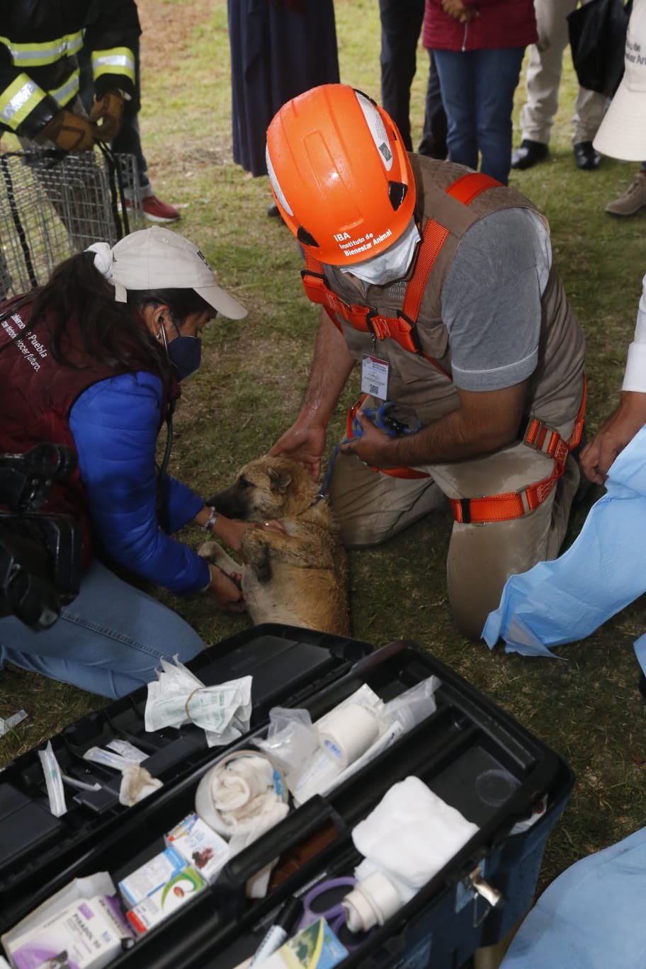 Perritos del socavón en Puebla fueron rescatados