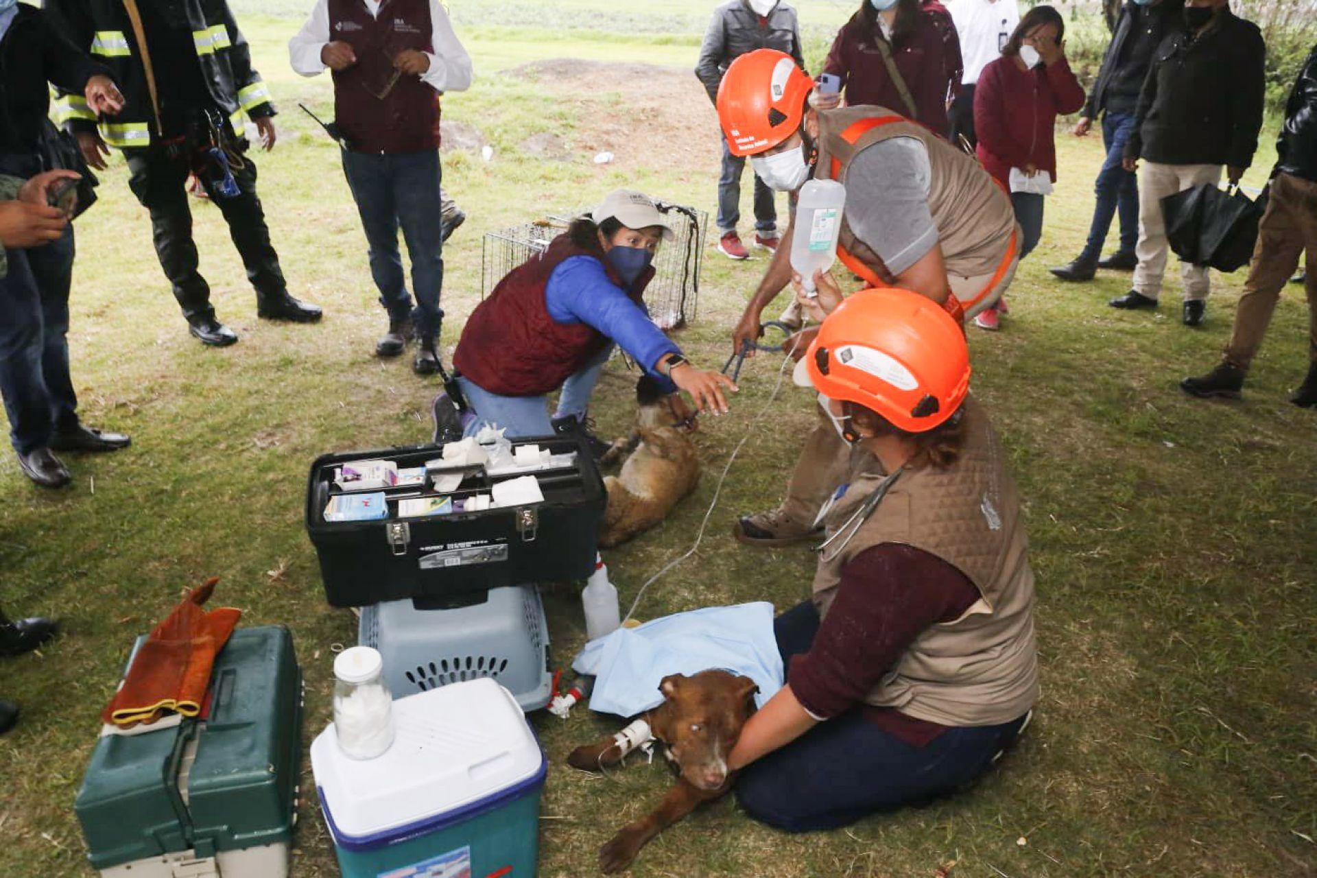 Perritos del socavón en Puebla fueron rescatados