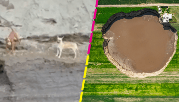 Video capta a perritos atrapados en socavón de Puebla: ¿Por qué no los han rescatado?