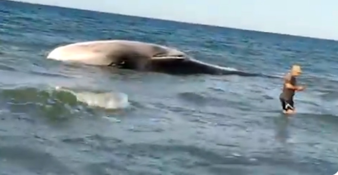  ballena-sonora-proteccion-civil