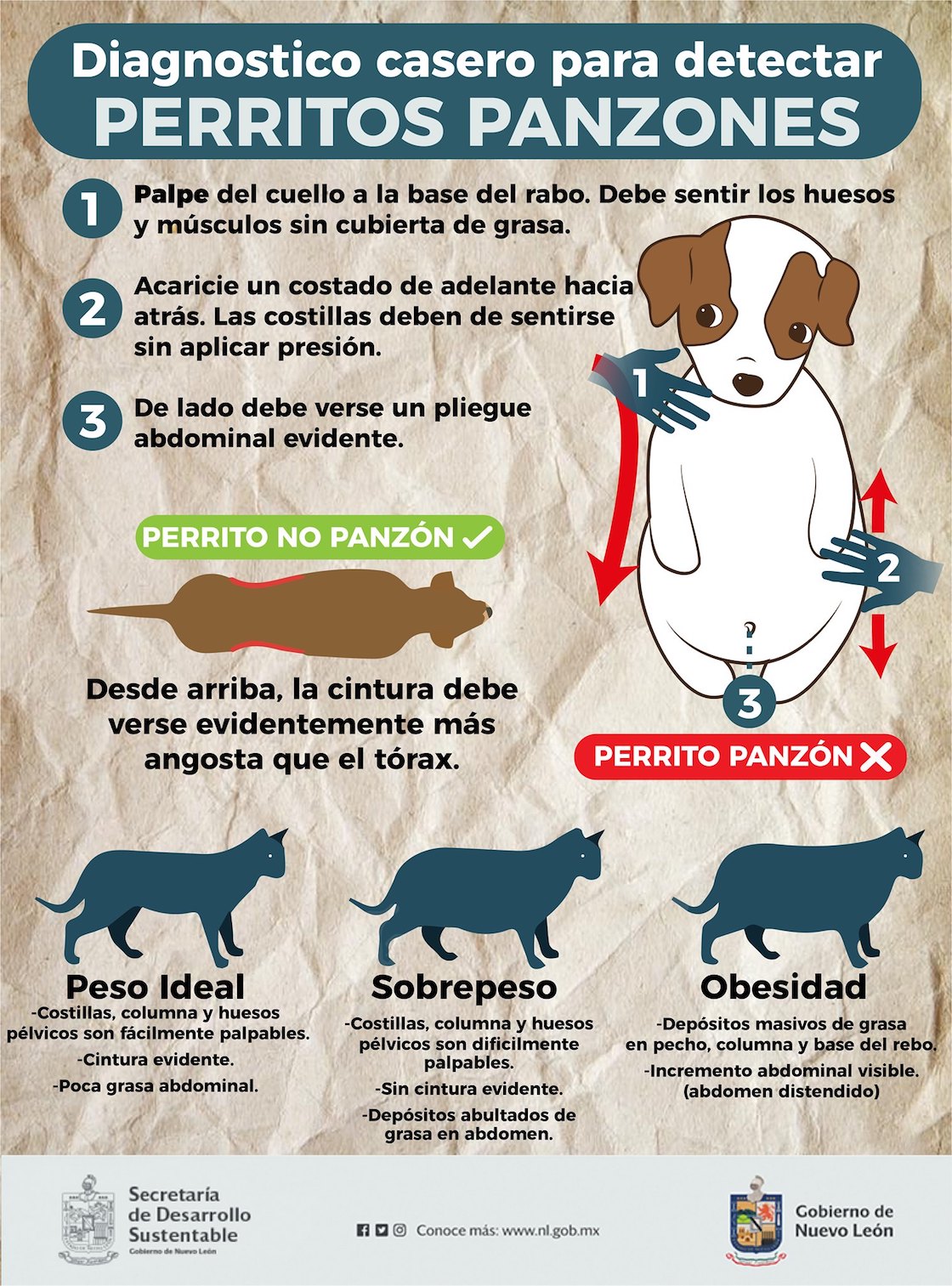 campaña-kawaii-nuevo-leon-perrito-panzon