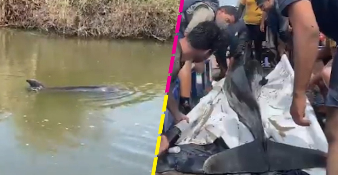 delfines-rescate-sinaloa-canal