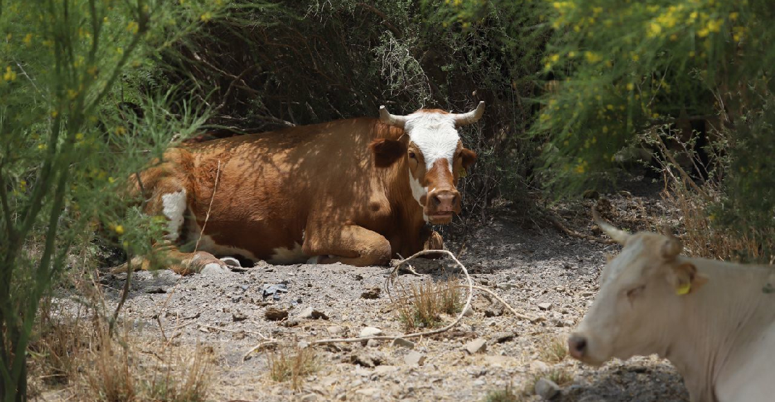 Denuncian la muerte de ganado en Sinaloa por derrame de desechos mineros en el río