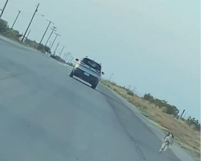 Detienen a un hombre que fue captado abandonando a un perro en plena carretera