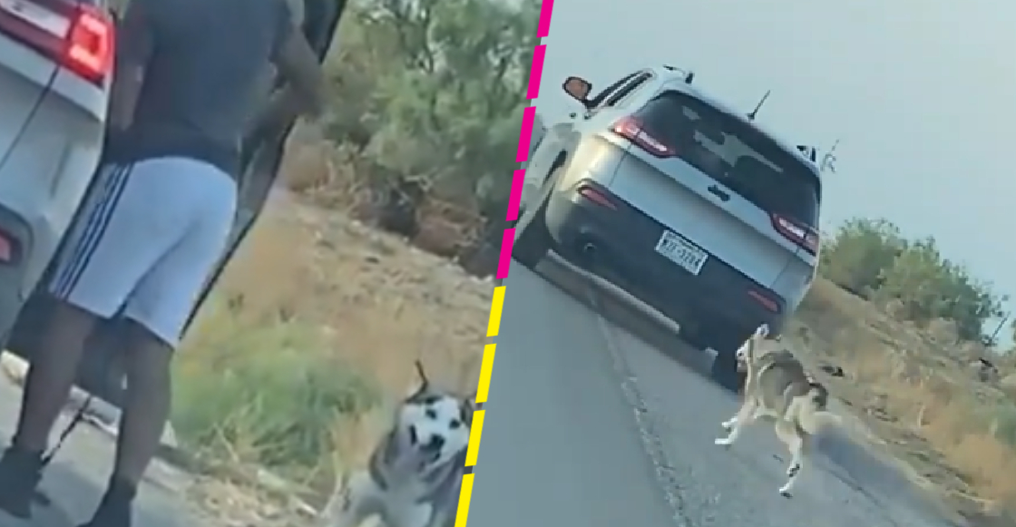 Detienen a un hombre que fue captado abandonando a un perro en plena carretera