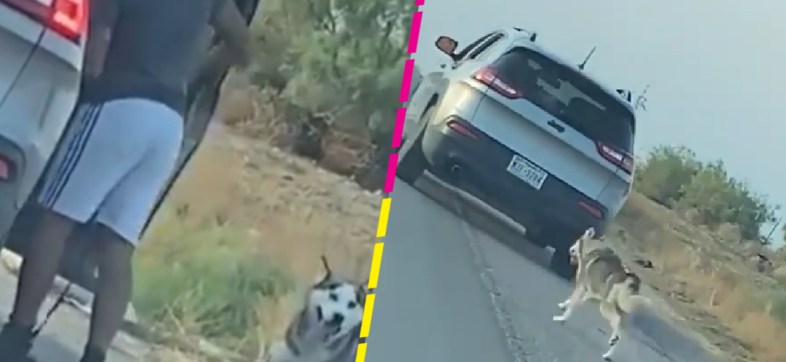 Detienen a un hombre que fue captado abandonando a un perro en plena carretera