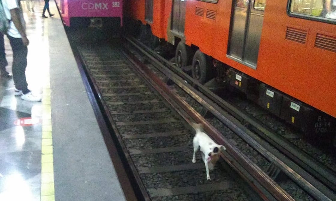 detienen-servicio-iztapalapa-metro-salvar-perrito
