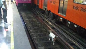 detienen-servicio-iztapalapa-metro-salvar-perrito