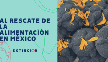 extincion-tianguis-bonito-rescate-alimentacion-mexico