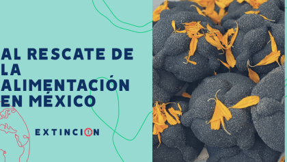 extincion-tianguis-bonito-rescate-alimentacion-mexico