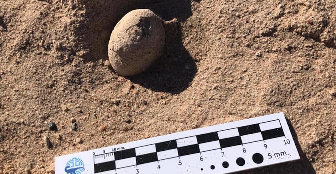 huevos-fosiles-aves-prehistoricas-argentina