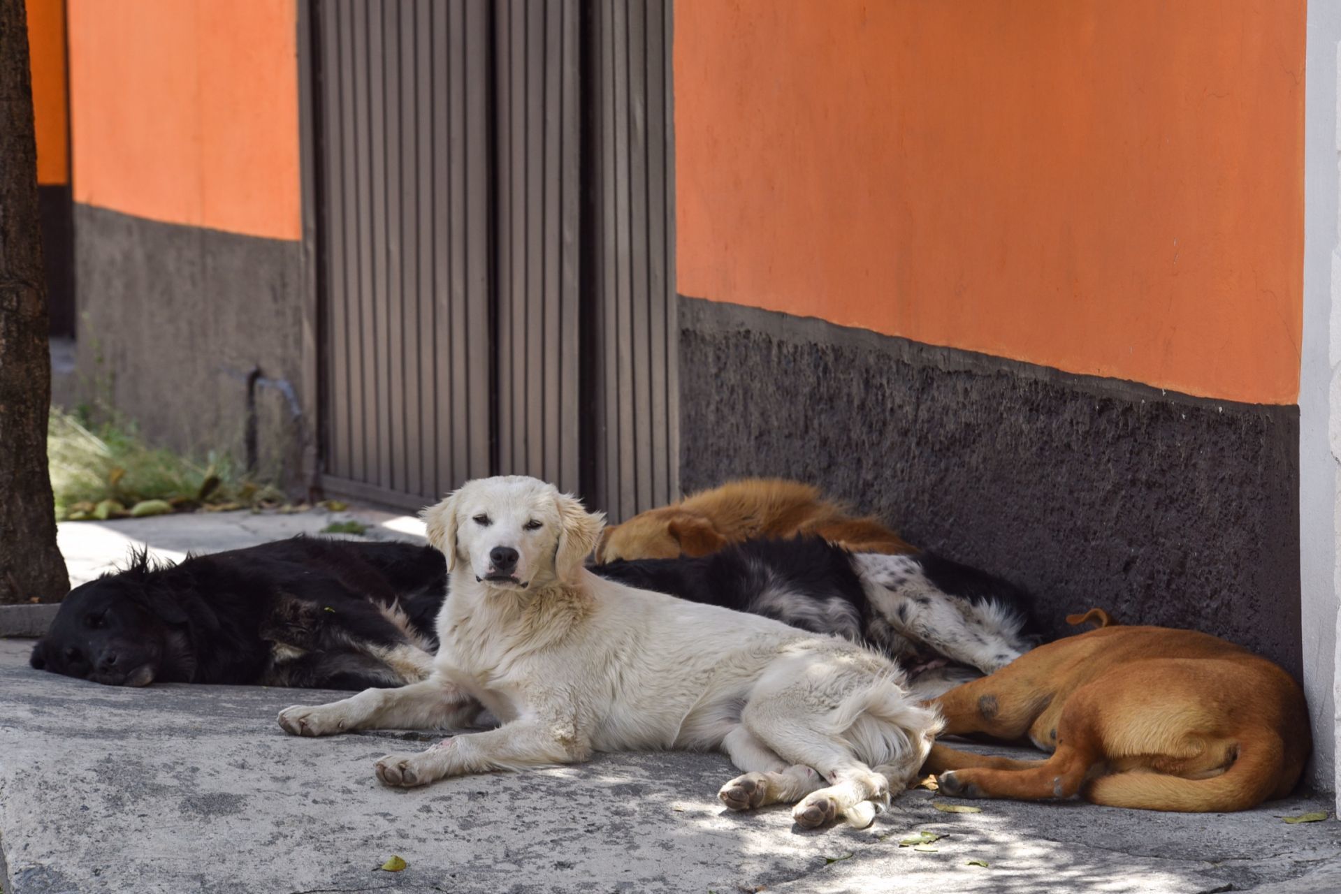 Denuncian envenenamiento de al menos ocho perros en Oaxaca
