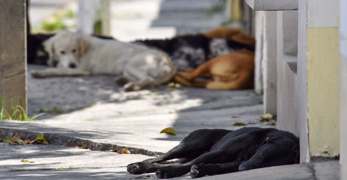 Denuncian envenenamiento de al menos ocho perros en Oaxaca