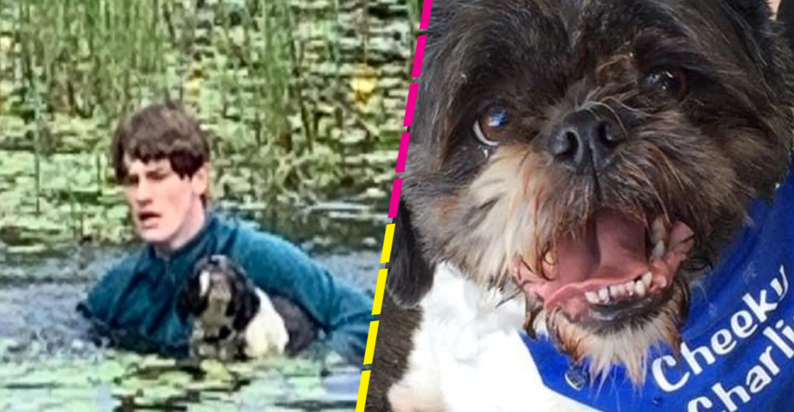 Héroe sin capa: Joven salva a perrito que se ahogaba en un lago
