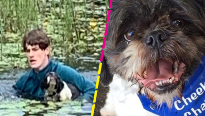 Héroe sin capa: Joven salva a perrito que se ahogaba en un lago