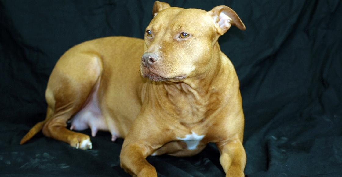 Esta mujer buscaba una nueva mascota en un refugio y encontró al perro que perdió dos años antes