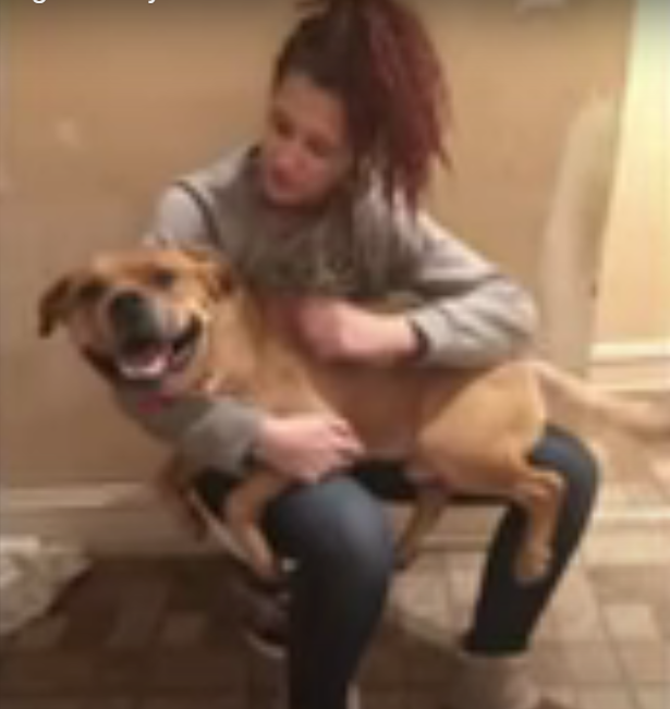 Esta mujer buscaba una nueva mascota en un refugio y encontró al perro que perdió dos años antes