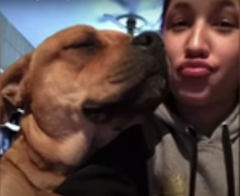 Esta mujer buscaba una nueva mascota en un refugio y encontró al perro que perdió dos años antes