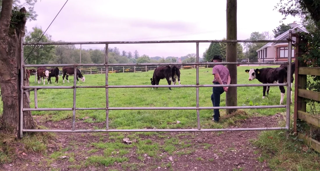 Una de emprendedores: Niño de diez años compra seis vacas con sus ahorros