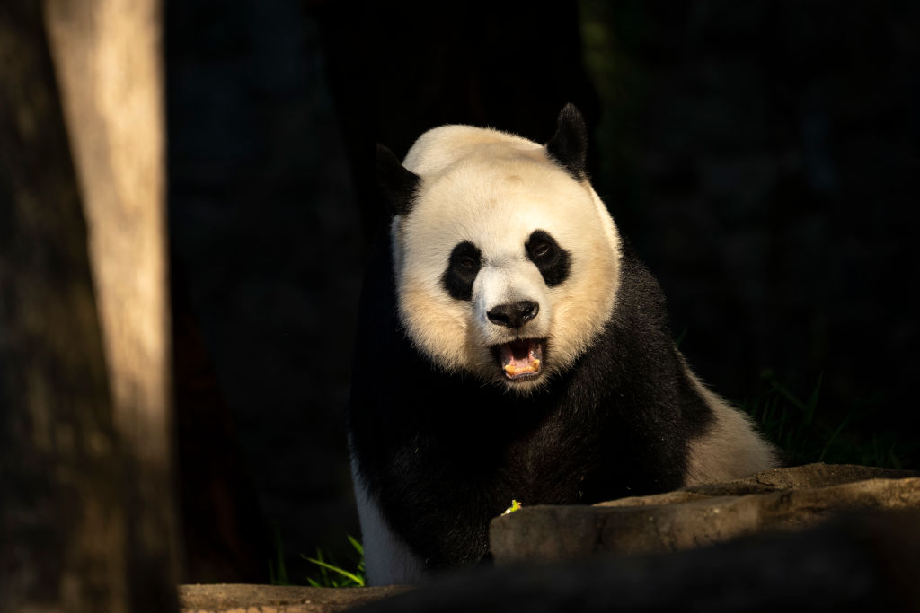 Anuncian en China que los pandas ya no están en peligro de extinción