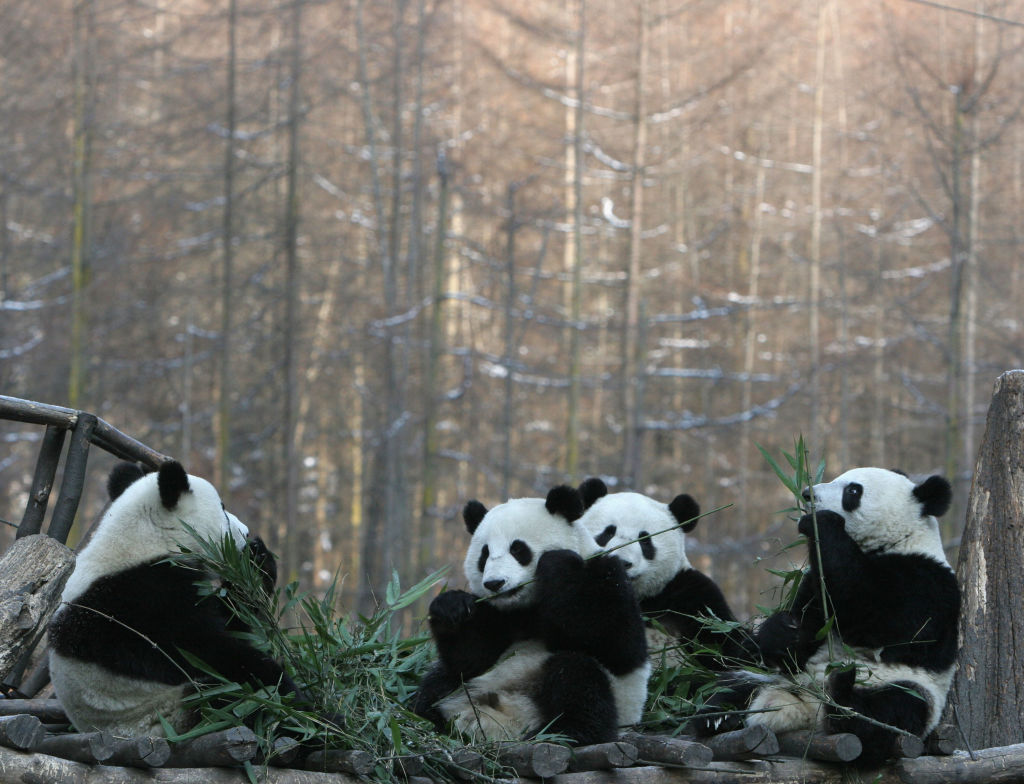 Anuncian en China que los pandas ya no están en peligro de extinción