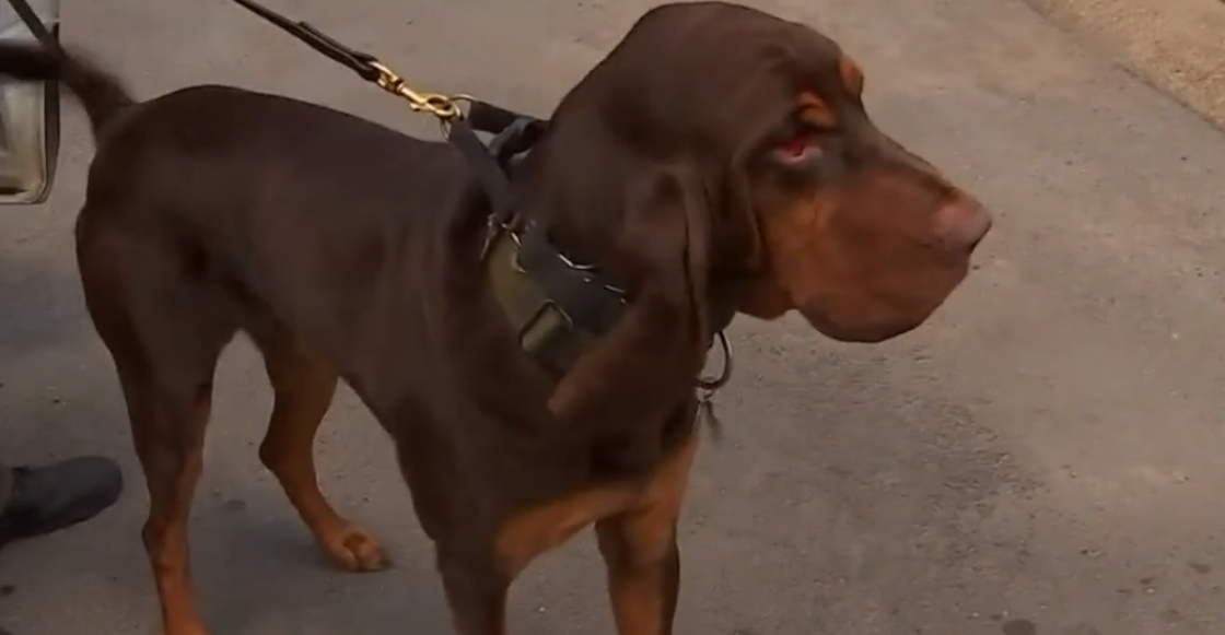 Héroe peludo: Perrito encuentra a una niña que fue secuestrada por su padre
