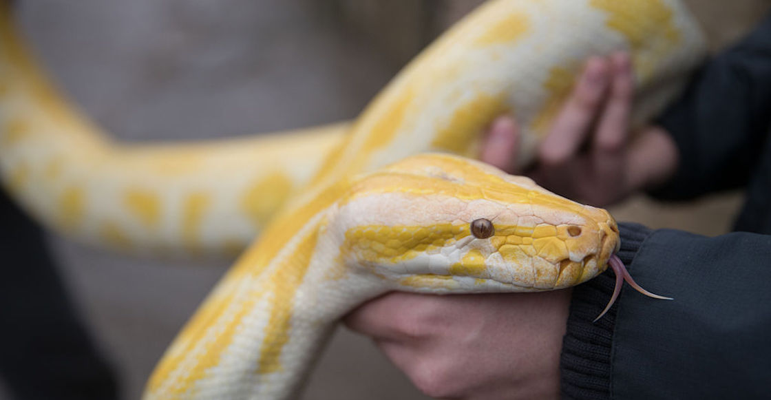 piton-perdida-centro-comercial-louisiana