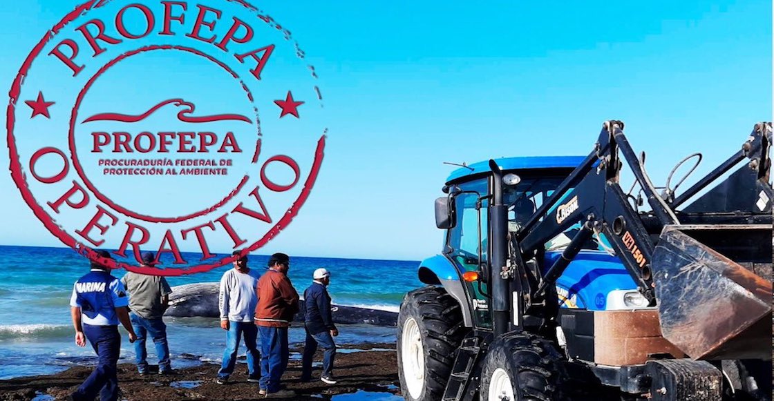 profepa-ballena-sonora