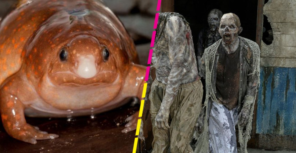 The Walking Frog: Descubren una nueva especie de rana 'zombie' en el Amazonas