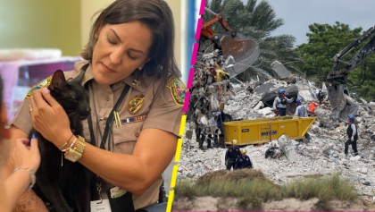 Rescatan a un gatito entre los escombros del edificio de Miami