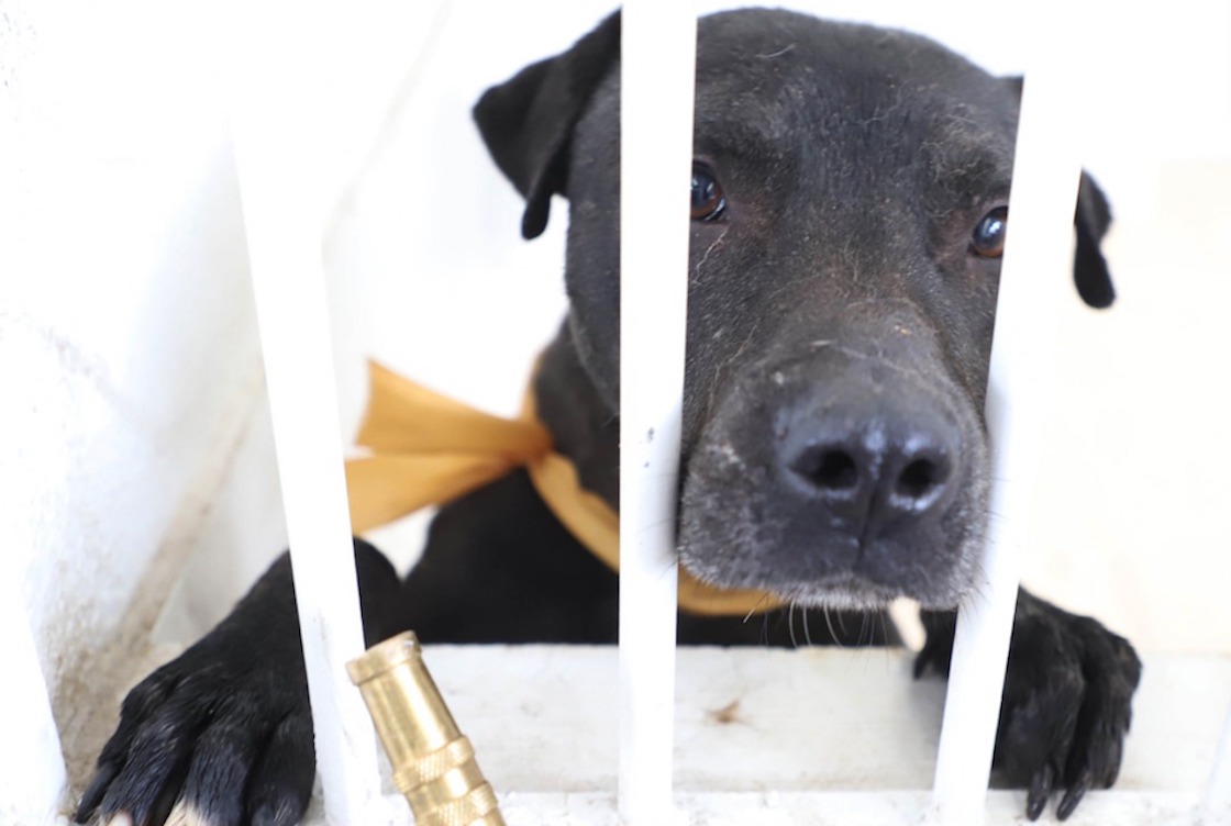 rescataron-22-perritos-ecatepec-edomex