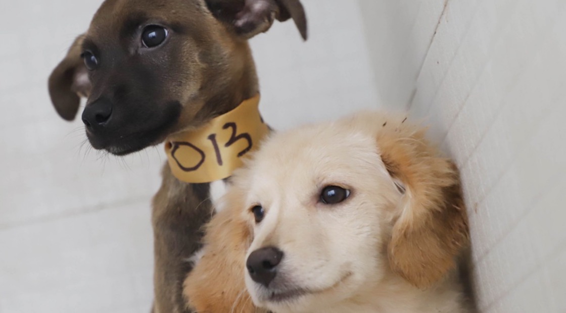 rescataron-22-perritos-ecatepec