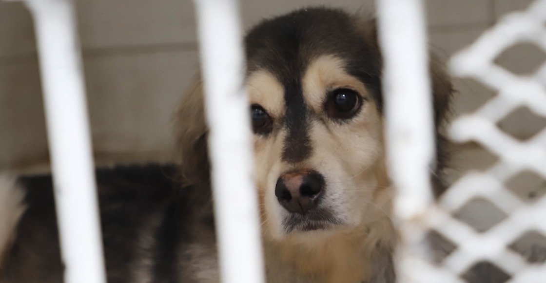 rescataron-22-perritos-edomex