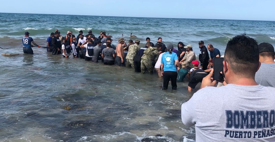 salvan-ballena-varada-sonora