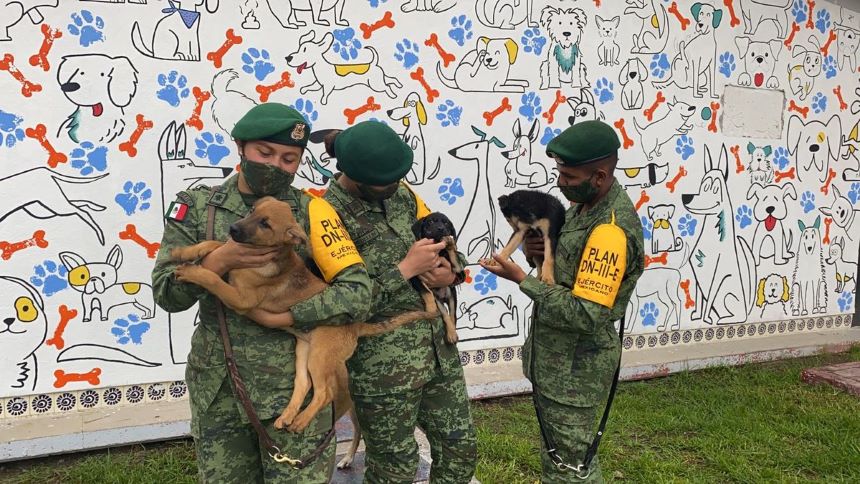 ¡Guau! ‘Los Perritos de Santa Lucía’, el refugio que Sedena creó en la zona AIFA
