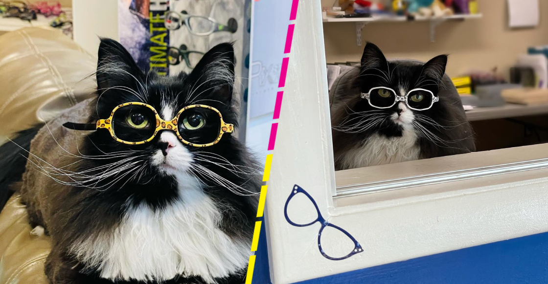 Michis geniales: Ella es Truffles, la gatita que ayuda a los niños en una clínica óptica