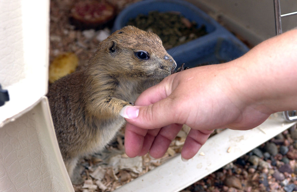 Ay no: EU detecta y confirma primer caso de 'viruela de mono'