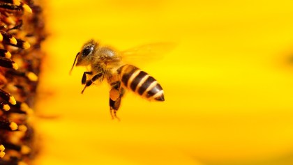abejas-dia-mundial