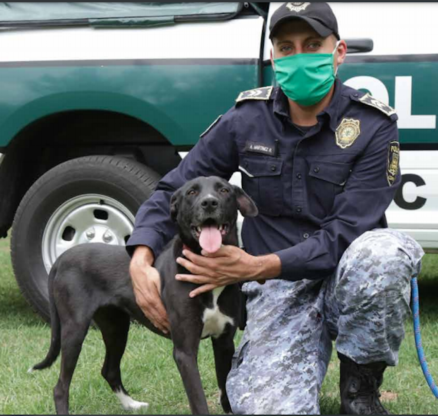 adopcion-brigada-animal-ciudad-mexico