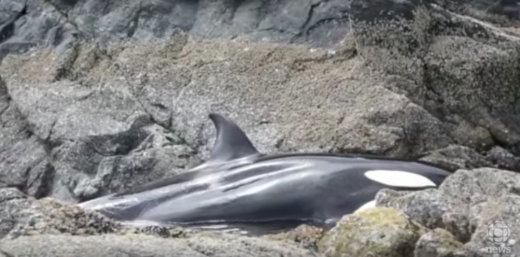 ¡Ternuringa! Orca que queda varada entre las rocas, suplica por ayuda