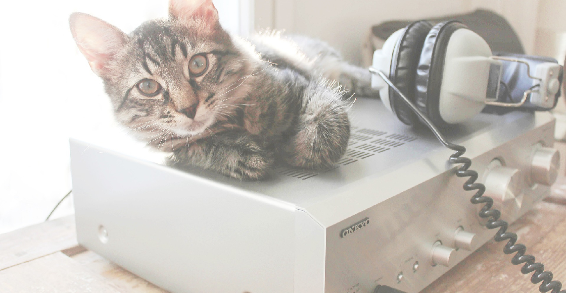 Vecinos denuncian fiesta clandestina y resulta ser el gato "escuchando" música electrónica