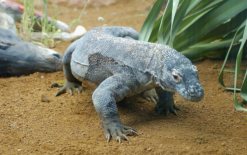 dragon-komodo-indonesia