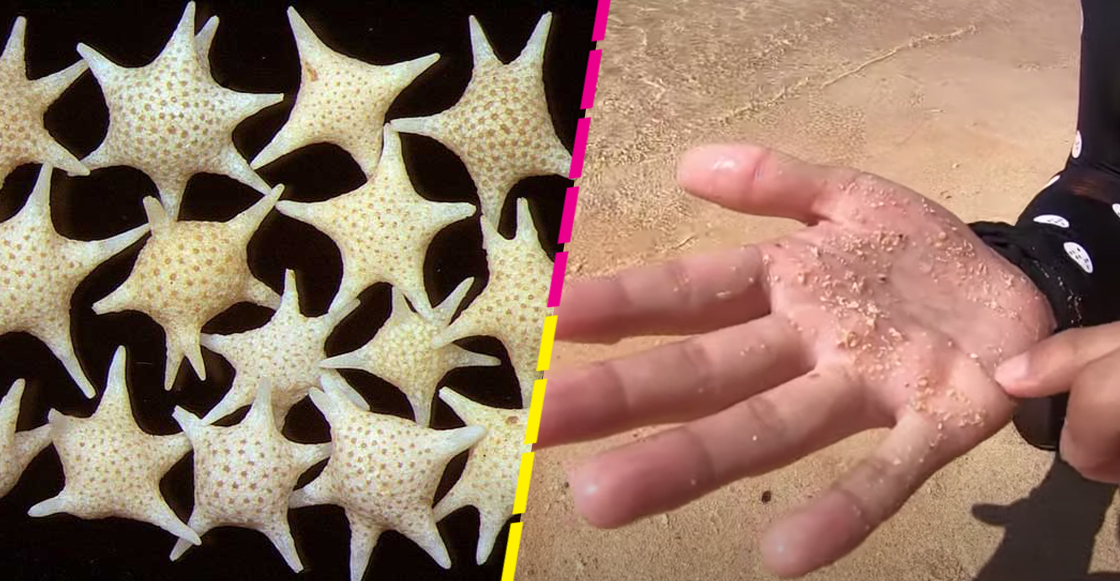 ¿Granos de arena con forma de estrella? Sí, en Japón