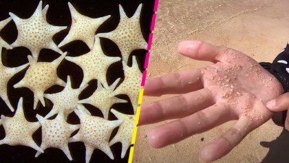 ¿Granos de arena con forma de estrella? Sí, en Japón